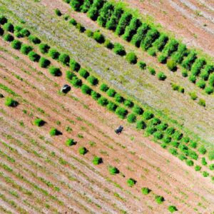 Agricultura Urbana: Tendência em Crescimento