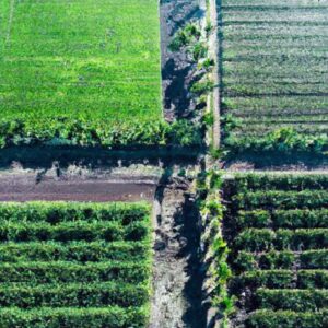 A Importância da Logística no Agro
